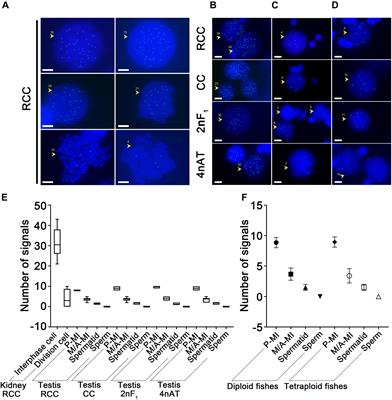 Localization of RNA Pol II CTD (S5) and Transcriptome Analysis of Testis in Diploid and Tetraploid Hybrids of Red Crucian Carp (♀) × Common Carp (♂)